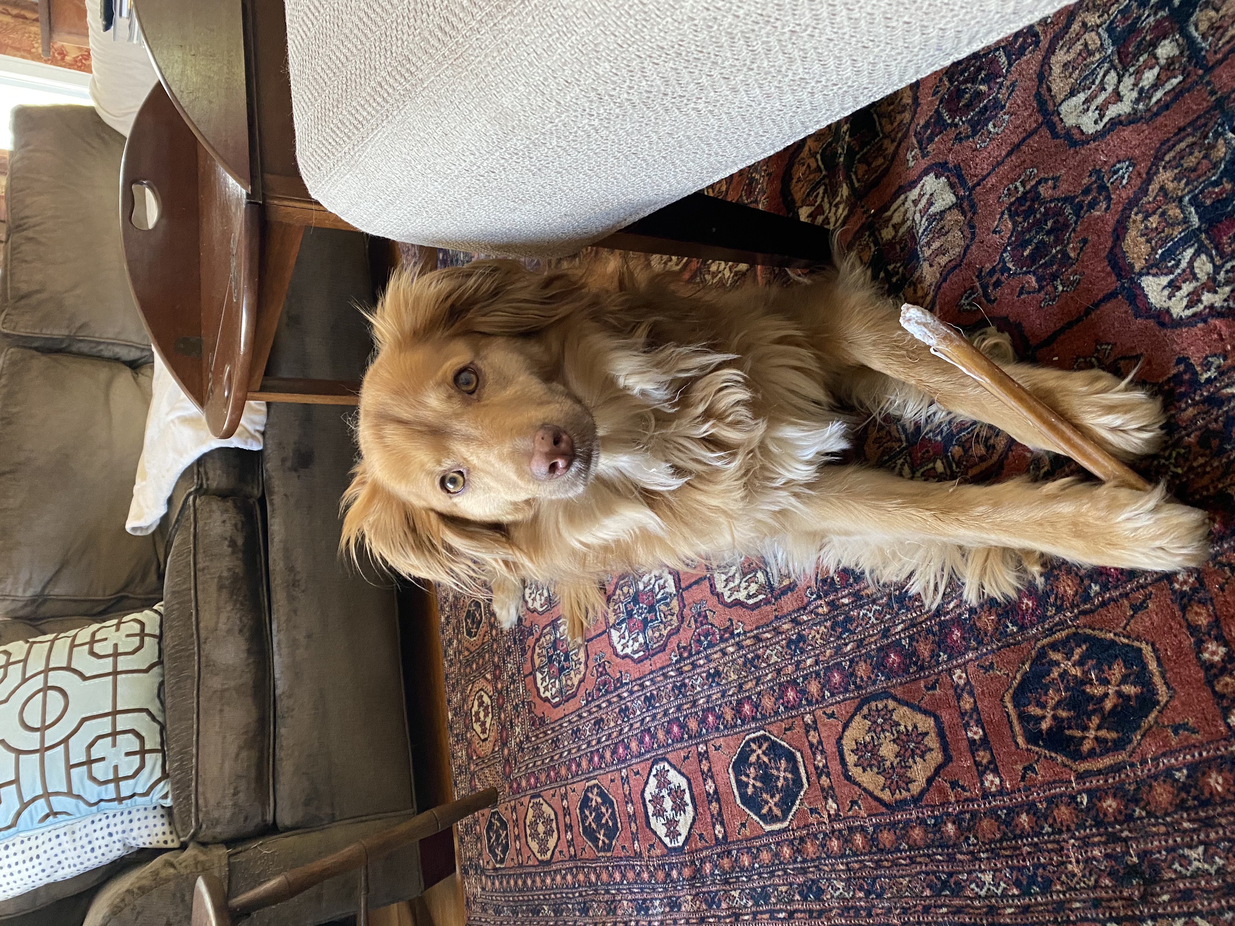 Tilly at home, safe and thriving